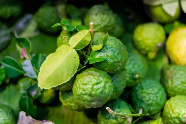 Kaffir Lime Seeds (Citrus hystrix) – 30++ Premium Fresh Makrut Lime / Double-Leaf Citrus Seeds for Planting