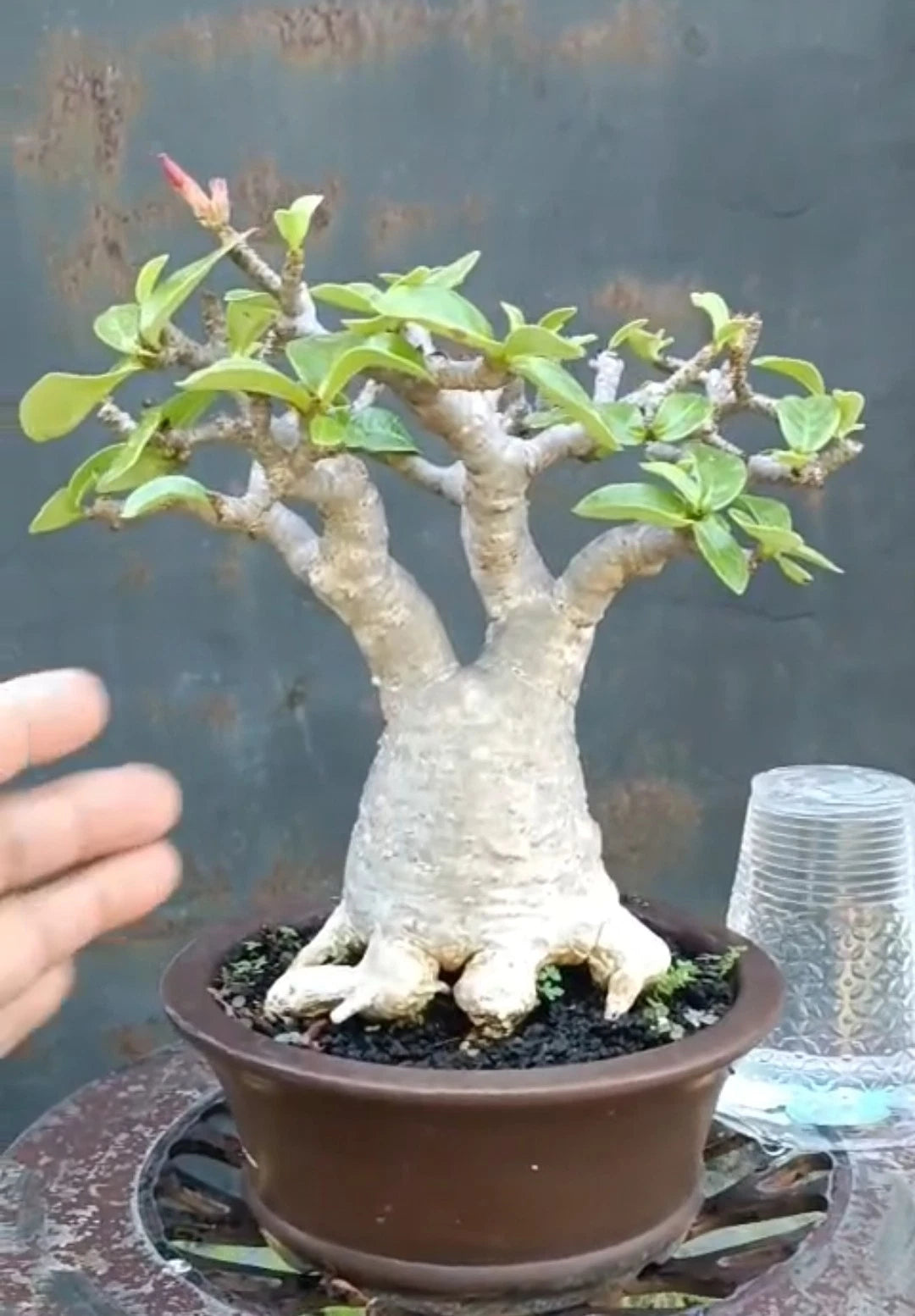 Adenium 'Ra Chi Nee' (RCN) – Premium Dwarf Bonsai Desert Rose