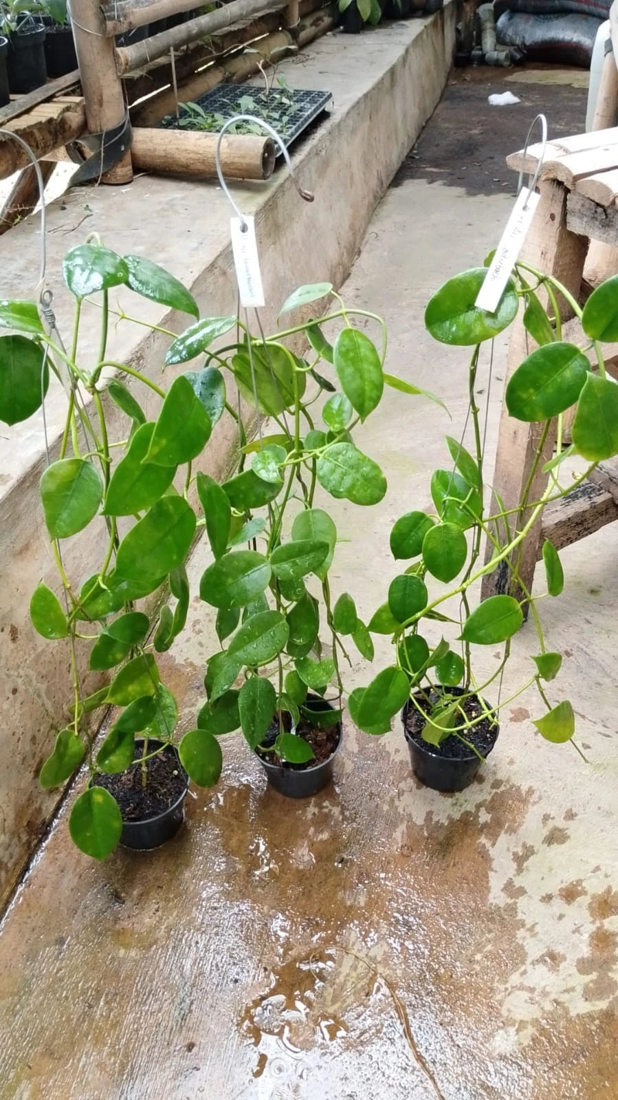 Rare Hoya Lauterbachii Sp Papua - Premium Lush Leaves Exotic Tropical Wax Plant