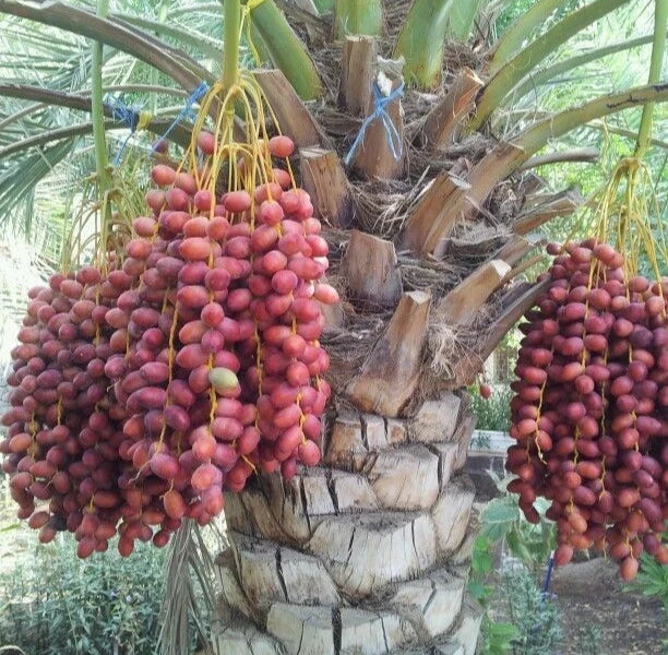 Premium Khadrawy Khudri Date Palm Seeds (Phoenix dactylifera) – 35 Pcs Fresh Rare Exotic Red Date Seeds for Planting