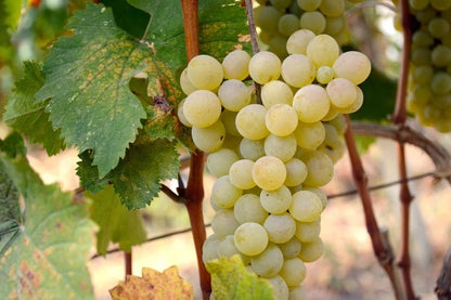 Arnsburger Grape Seeds (Vitis vinifera 'Arnsburger') – Premium Certified White Wine and Table Grape Fruit Vine Seeds for Planting