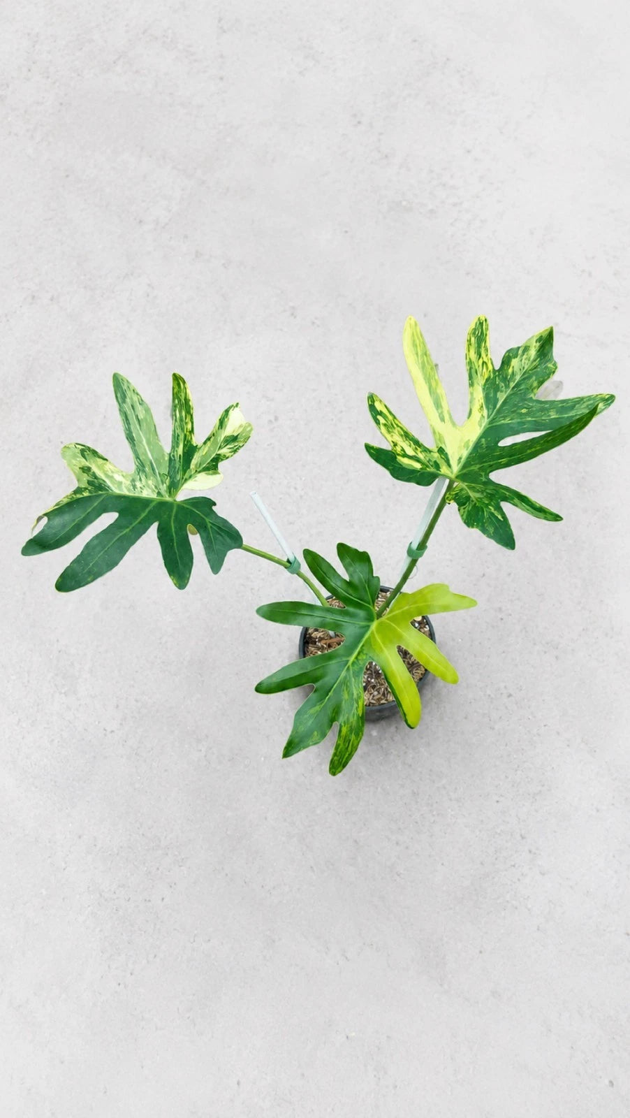 Rare Thaumatophyllum adamantinum 'Variegata' - Exquisite Variegated Tropical Aroid