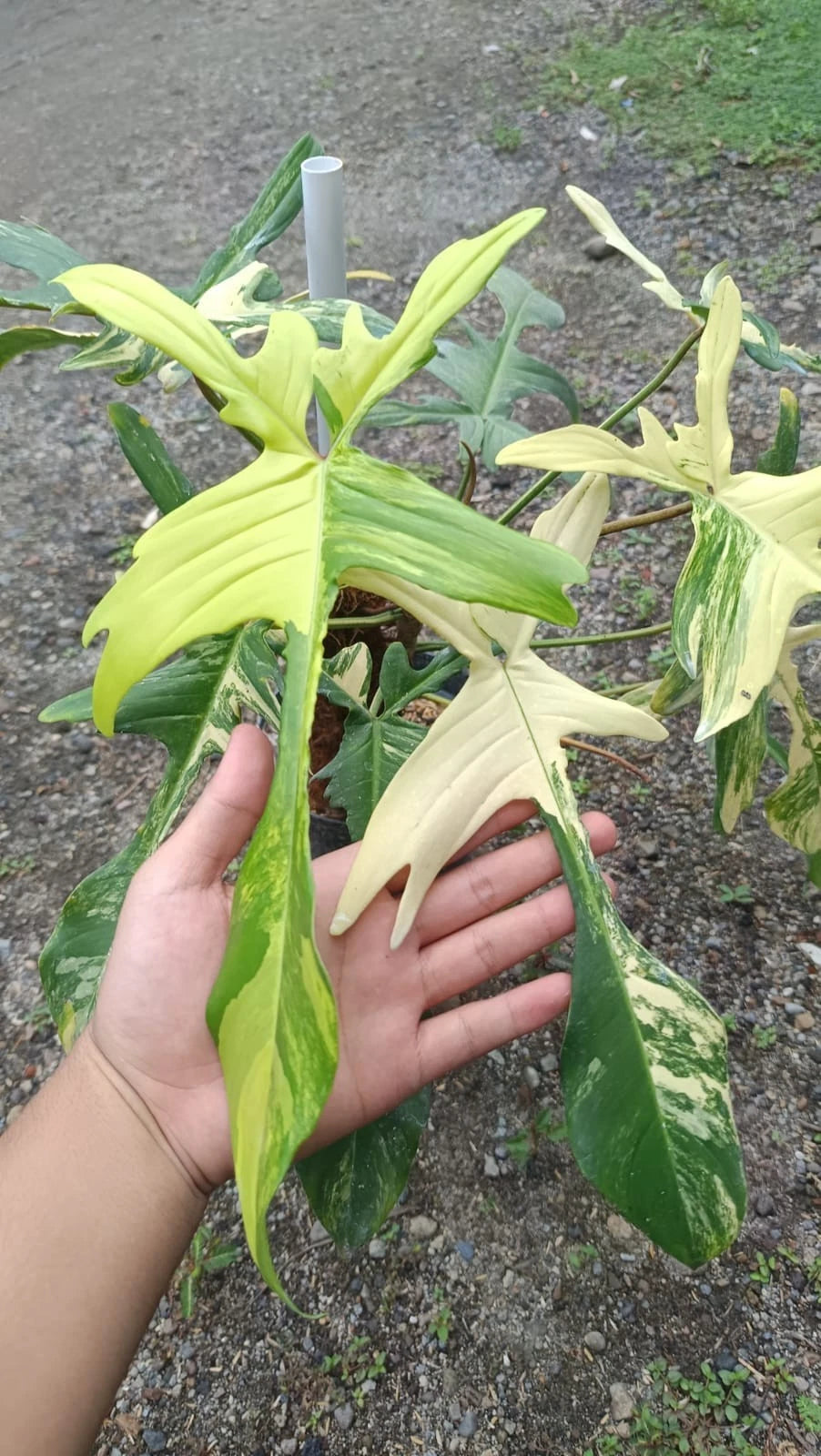 Premium Philodendron 'Florida Beauty' Variegated Live Plant – Ultra-Rare Collector's High-Contrast Aroid (Real Pict)