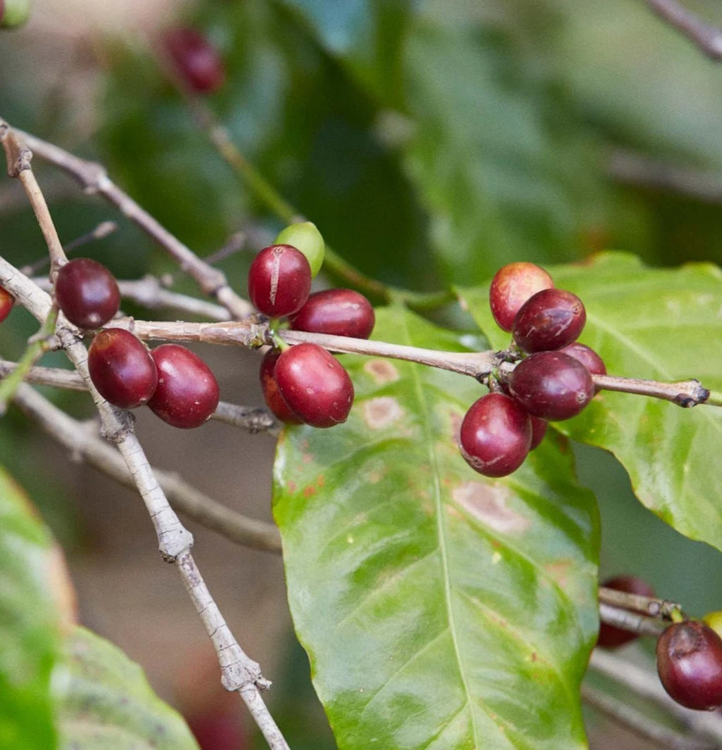 Jackson Coffee (Coffea sp.) – 120+ Premium Seeds