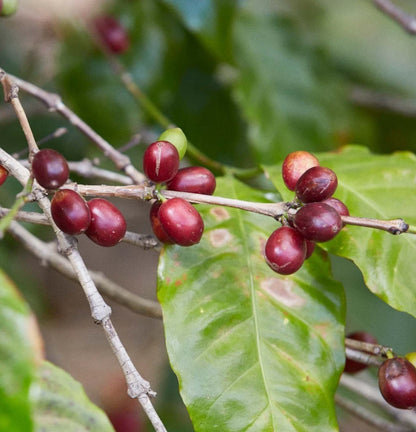 Jackson Coffee (Coffea sp.) – 120+ Premium Seeds