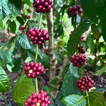 120+ Ijen Coffee Seeds (Coffea arabica var. 'Ijen') – Premium Volcanic Highland Specialty Arabica Bean Tree Seeds for Planting