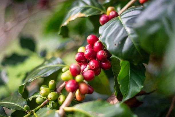TimTim Coffee Seeds (120+ Bulk Seeds, Coffea sp.) – Rare Arabica-Robusta Hybrid Gourmet Coffee Bean Plant Seeds for Planting