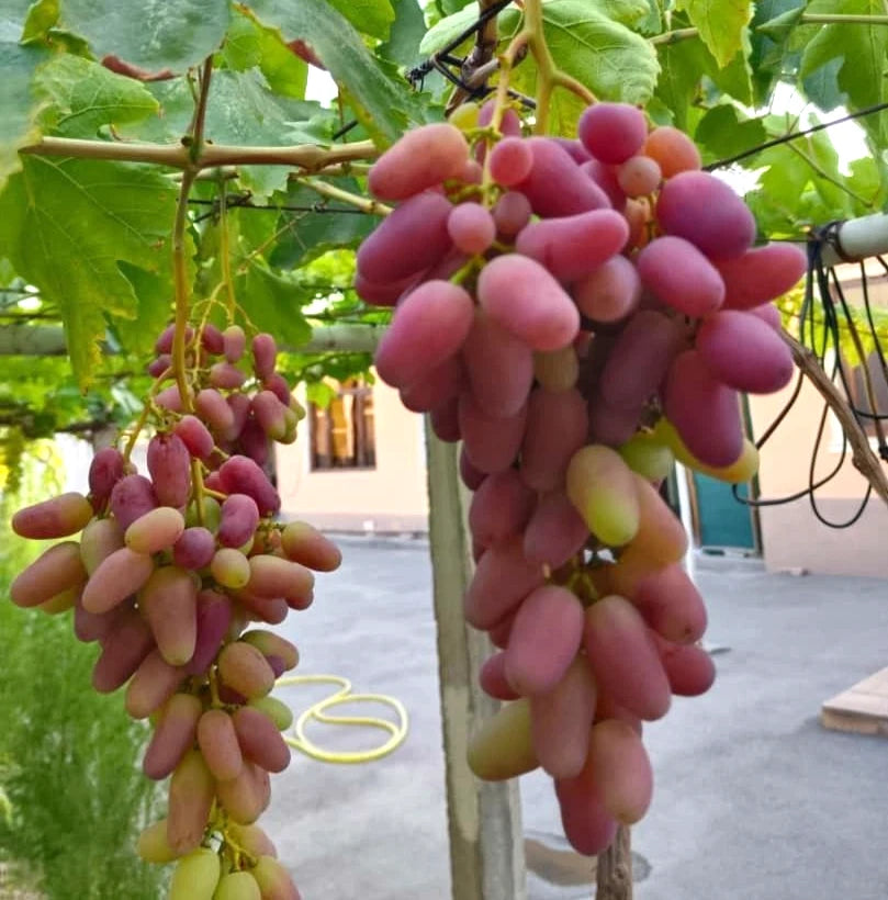Kupidon Grape Seeds (Vitis vinifera / 100+ Premium Sweet Cupidon Table Grapevine Fruit Seeds) – Premium Exotic Botanical Specimen Plant Seeds for Planting