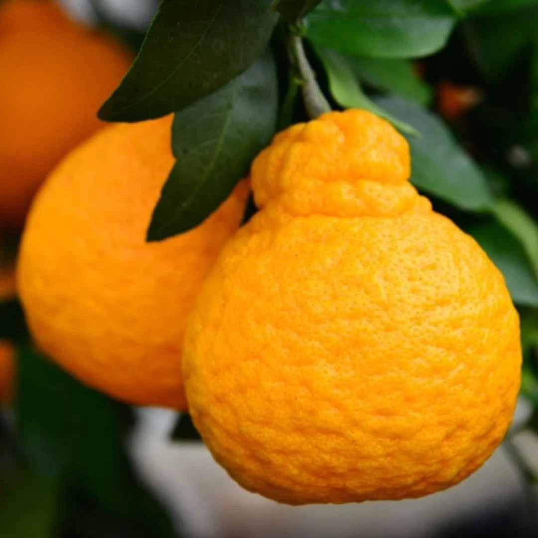 Dekopon Orange Seeds (Citrus reticulata) – 30++ Premium Fresh Sumo Citrus / Sweet Japanese Mandarin Seeds for Planting
