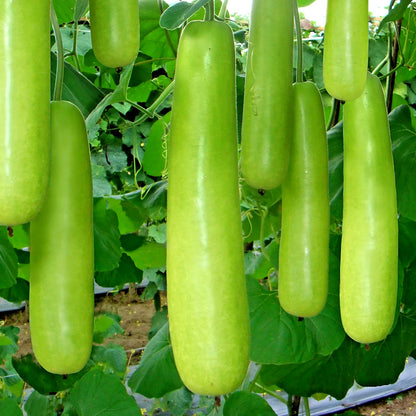 Water Gourd Seeds (Lagenaria siceraria) – 1,000+ Premium Seeds for Planting
