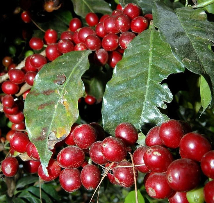 Ismaili Coffee Seeds (Coffea arabica var. Ismaili / 120+ Rare Heirloom Yemeni Coffee Bean Seeds) – Premium Exotic Botanical Specimen Plant Seeds for Planting