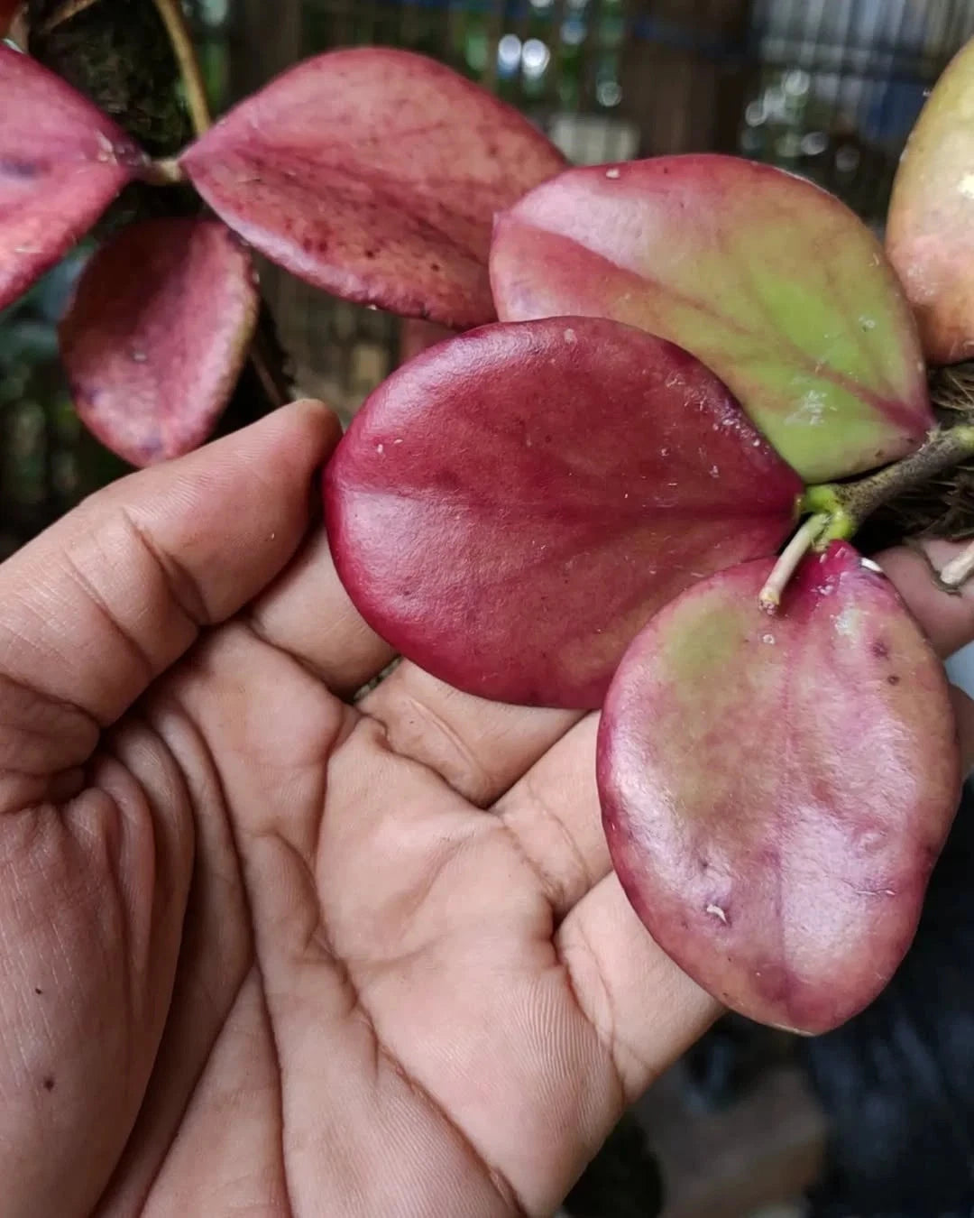 Hoya Annulata Red Leaves Rare Tropical Indoor Outdoor Large Wax Plant Seeds / Cuttings (Hoya annulata) – Premium Certified Red-Leaf Waxflower Plant for Planting
