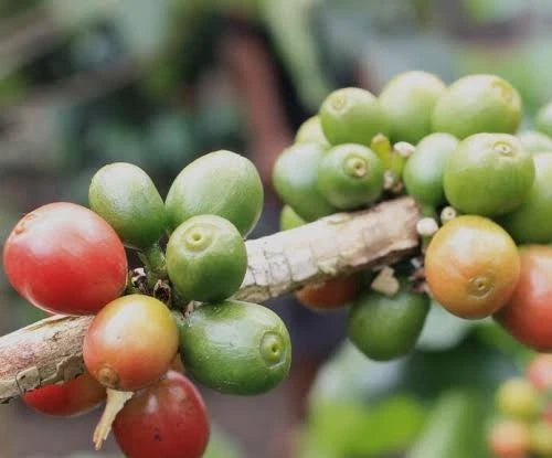 Typica Indian Coffee Seeds (Coffea arabica var. Typica India) – Premium Heirloom Monsoon-Grown Specialty Coffee Bean Seeds for Planting (100 Pcs)