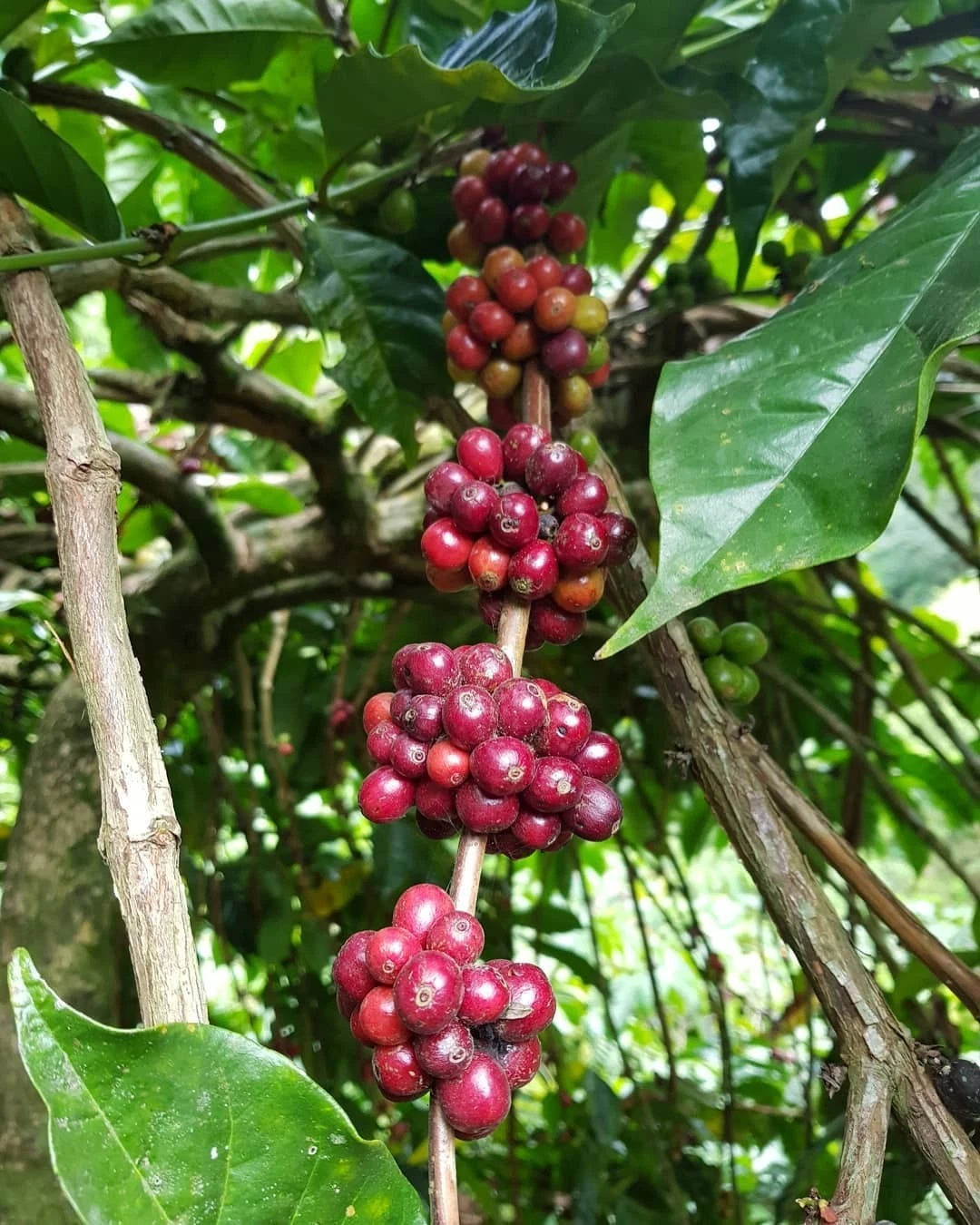 Timor Hybrid Coffee Seeds (120+ Bulk Seeds, Coffea arabica x canephora) – Natural Arabica-Robusta Resistance Hybrid Gourmet Coffee Bean Plant Seeds for Planting