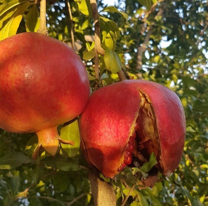 Premium Akko Pomegranate Seeds (Punica granatum) – Sweet Israeli Exotic Fruit Seeds for Planting (100+ Pcs)