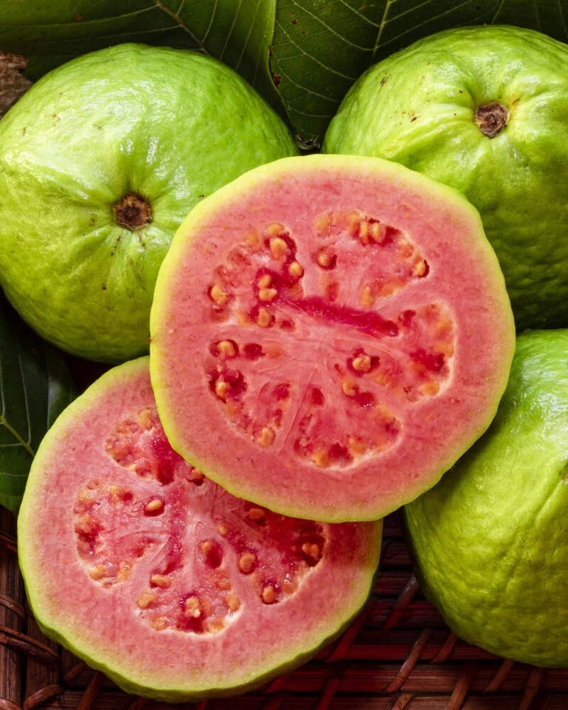 Red Sumbing Guava Seeds (Psidium guajava) – Premium Certified Tropical Fruit Tree Seeds for Planting