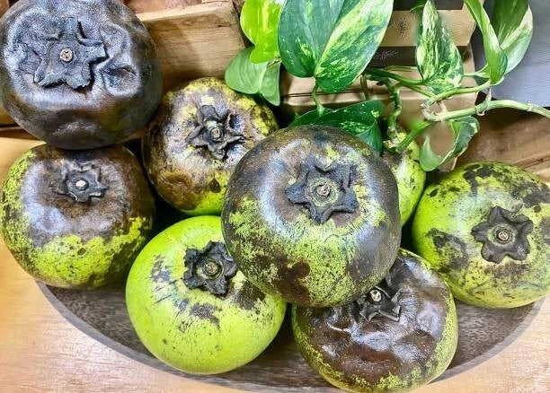 Black Sapote (Diospyros nigra) – 20+ Premium Chocolate Pudding Fruit Seeds