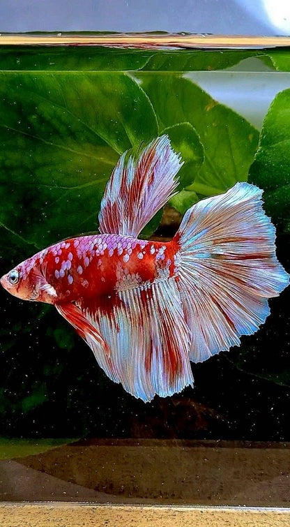 Rare Halfmoon Red Barongsai White Galaxy Multicolor - Premium Import Betta from Indonesia