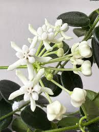 Hoya Pulleana sp Papua Rare Wax Plant | Exotic Tropical Indoor Outdoor Hoya | Collector Houseplant