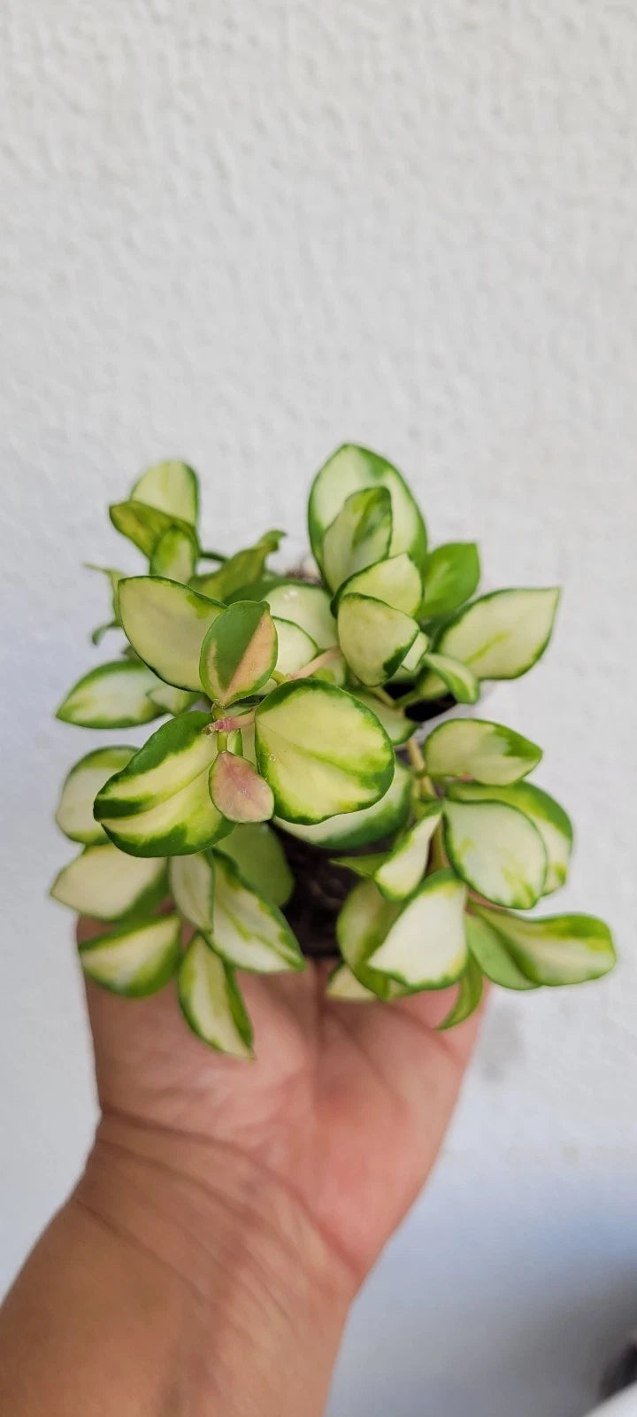 Hoya heuschkeliana Variegata Live Plant – Premium Rare Variegated Wax Plant Climbing & Trailing Vine Specimen for Indoor & Outdoor Display