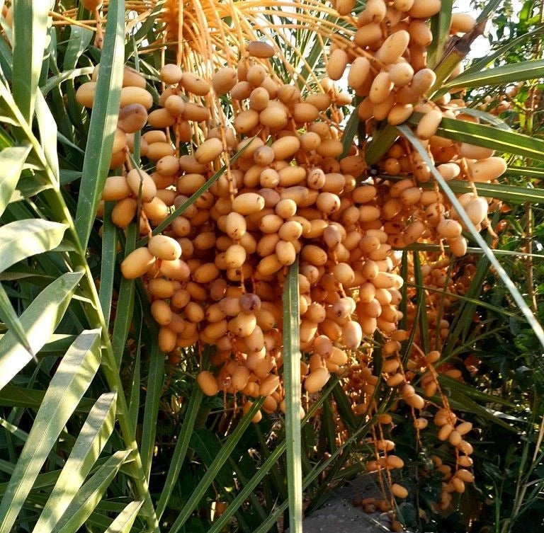 Medjool Date Palm Seeds (Phoenix dactylifera) – 35+ Premium Arabian King of Dates Sweet Seedlings