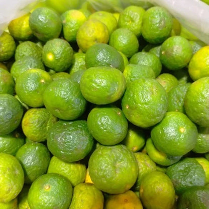 Limau Seeds (Citrus amblycarpa) – Premium Certified High-Yield Java Lime Citrus Fruit Tree Plant Seeds for Planting (100 Pcs)