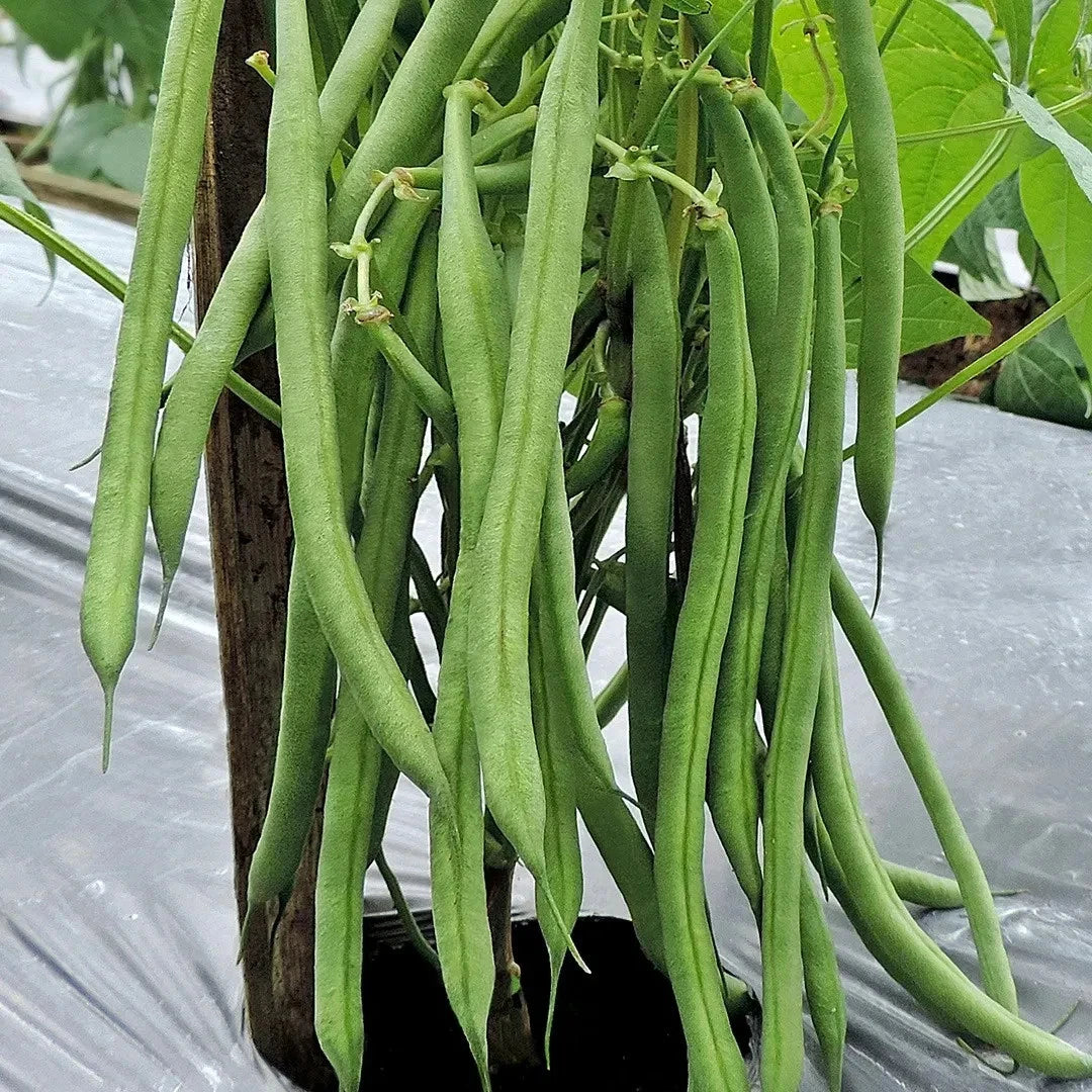 105+ Bean Seeds (Phaseolus vulgaris) Bundling 3 Cultivar Garden Package – Premium Certified Heirloom Vegetable and Legume Seeds for Planting