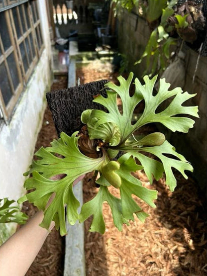 Platycerium ridleyi - Rare Collector's Staghorn Fern