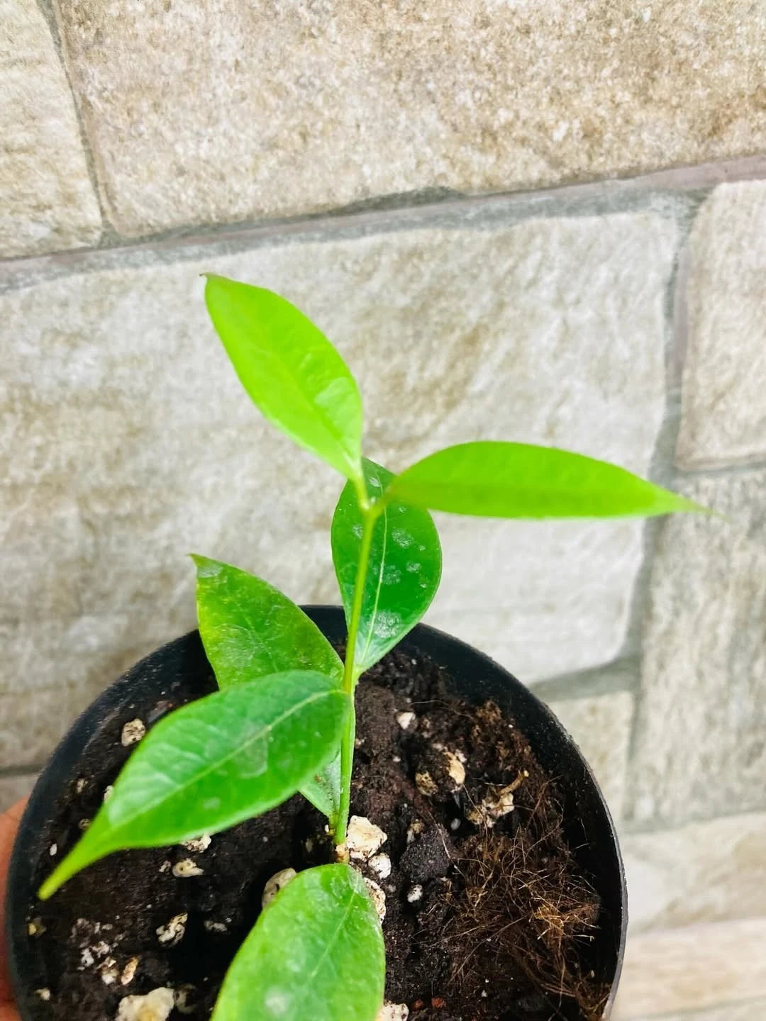 Rare Hoya Odorata Live Plant - Premium Tropical Fragrant Wax Plant
