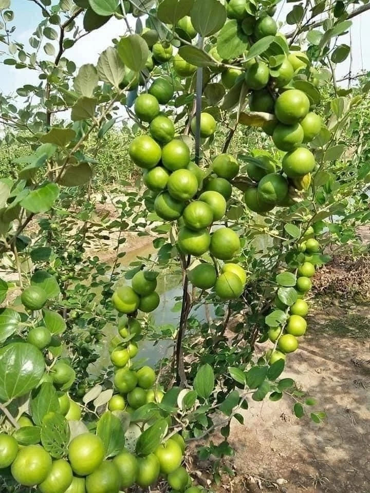 Big Green Jujube Putsa Apple Seeds 2,500+ (Ziziphus mauritiana) – Bulk Indian Plum & Sweet Tropical Fruit Tree Seeds for Orchard Cultivation
