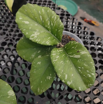 Hoya sp. Aceh Manohara – Rare Tropical Indoor Outdoor Wax Plant Cutting / Live Plant Specimen