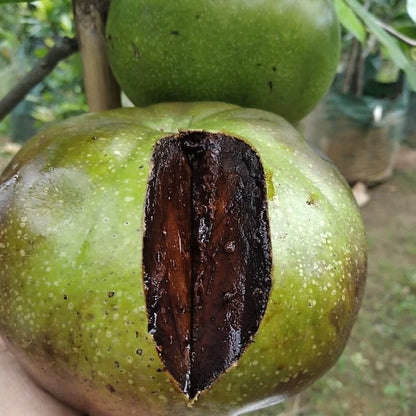 Matt's Giant Black Sapote Seeds (20 pcs) - Authentic Diospyros nigra Chocolate Pudding Fruit Seeds