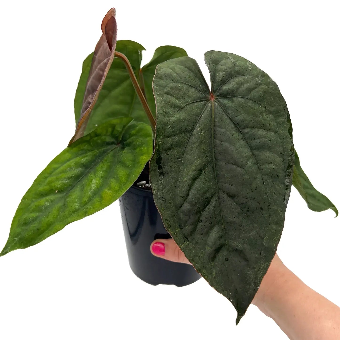 Anthurium Dressleri Medium Size Rare Plant | Tropical Indoor Outdoor Aroid | Collector Houseplant