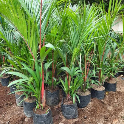 Lipstick Palm (Cyrtostachys renda) - Rare Exotic Red Palm