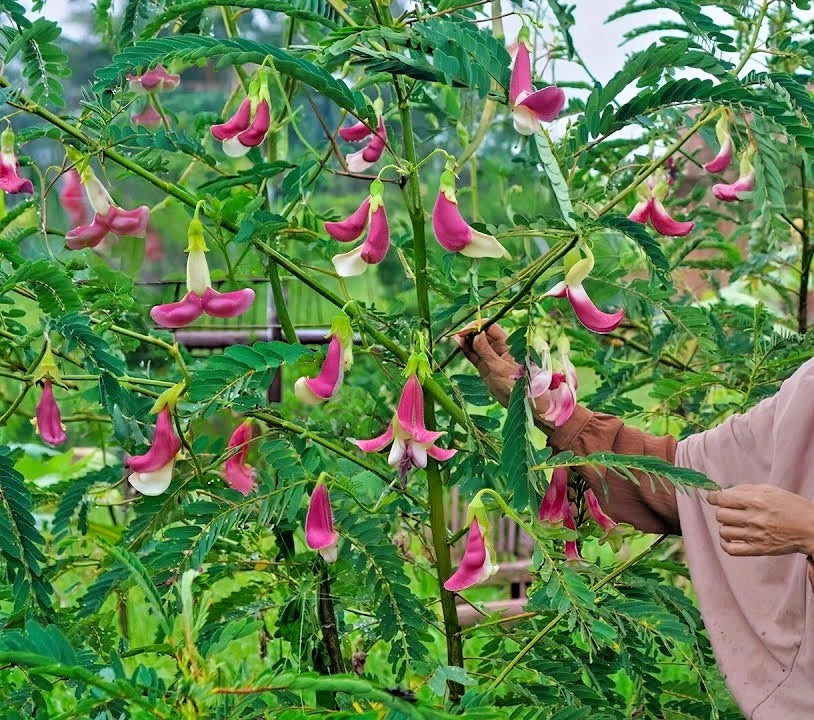 100++ Hummingbird Katurai Seeds (Sesbania grandiflora var. Red Flower / Vegetable Hummingbird / Agati Tree) – Premium Botanical Specimen Plant Seeds for Planting