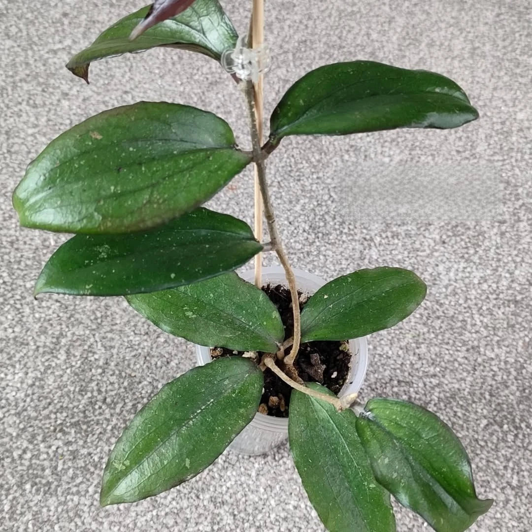 Rare Hoya Erythrina Bajo - Premium Textured Foliage Exotic Tropical Wax Plant