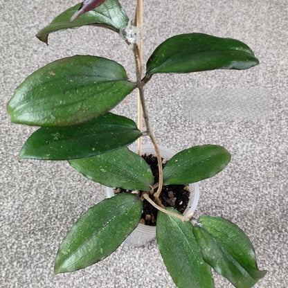 Rare Hoya Erythrina Bajo - Premium Textured Foliage Exotic Tropical Wax Plant