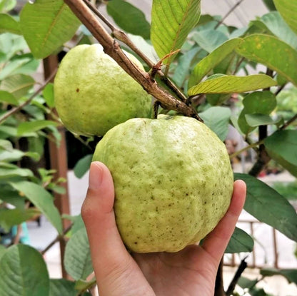 250+ Premium Guava Seeds (Psidium guajava var. White Getas Guava) – Certified Heirloom Tropical Fruit Tree Seeds for Planting