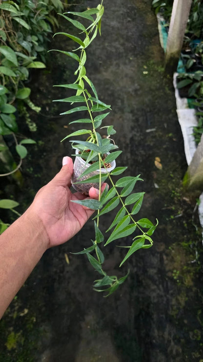 Rare Hoya Leucantha Sp Papua - Premium Lush Leaves Exotic Tropical Wax Plant