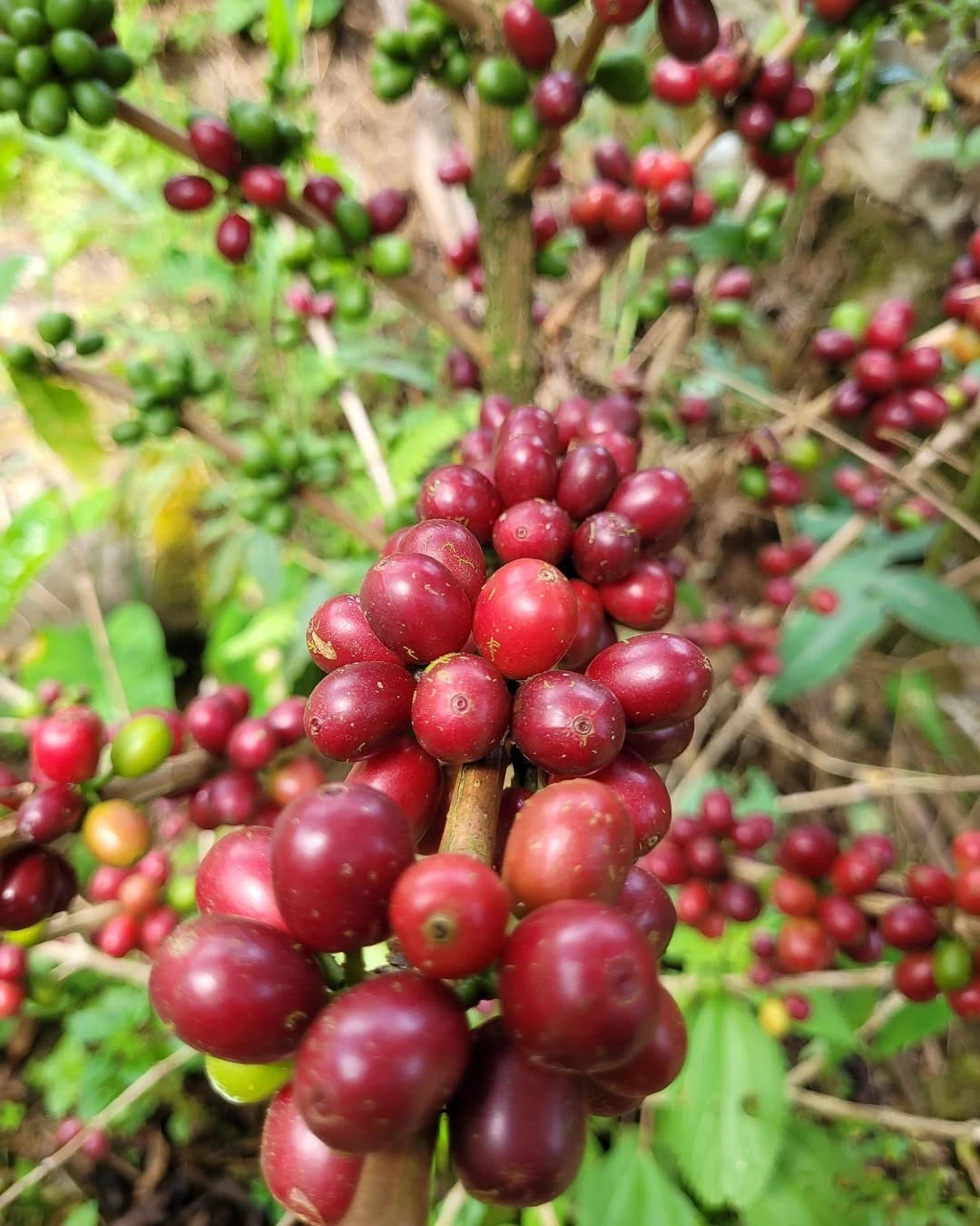 Premium SL34 Coffee Seeds (Coffea arabica var. SL34) – Legendary Kenyan Specialty Coffee Bean Seeds for Planting (30+ Pcs)