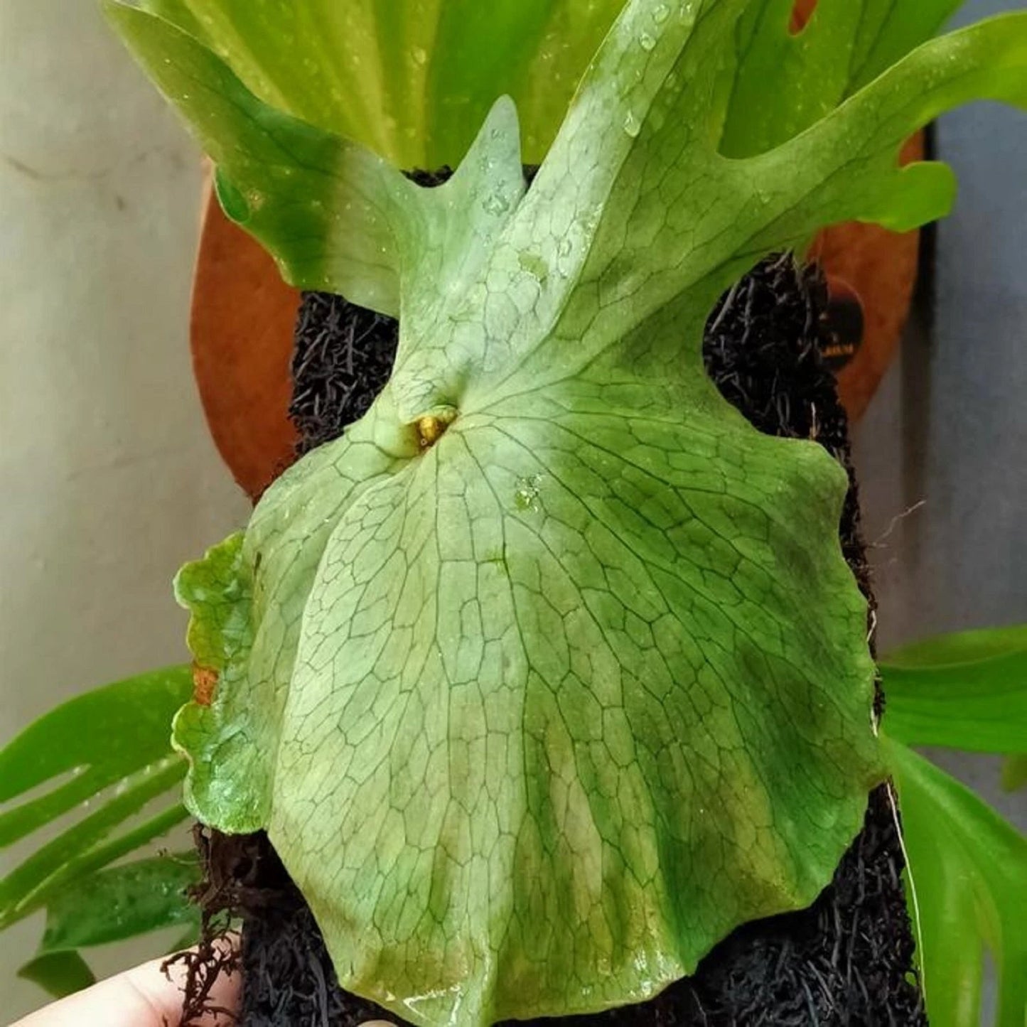 Platycerium superbum - Giant Staghorn Fern / Living Sculpture