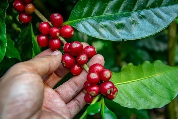 La Esperanza X.O Coffee Seeds (Coffea arabica selection) – Bulk Rare High-Altitude Specialty Coffee Beans for Planting