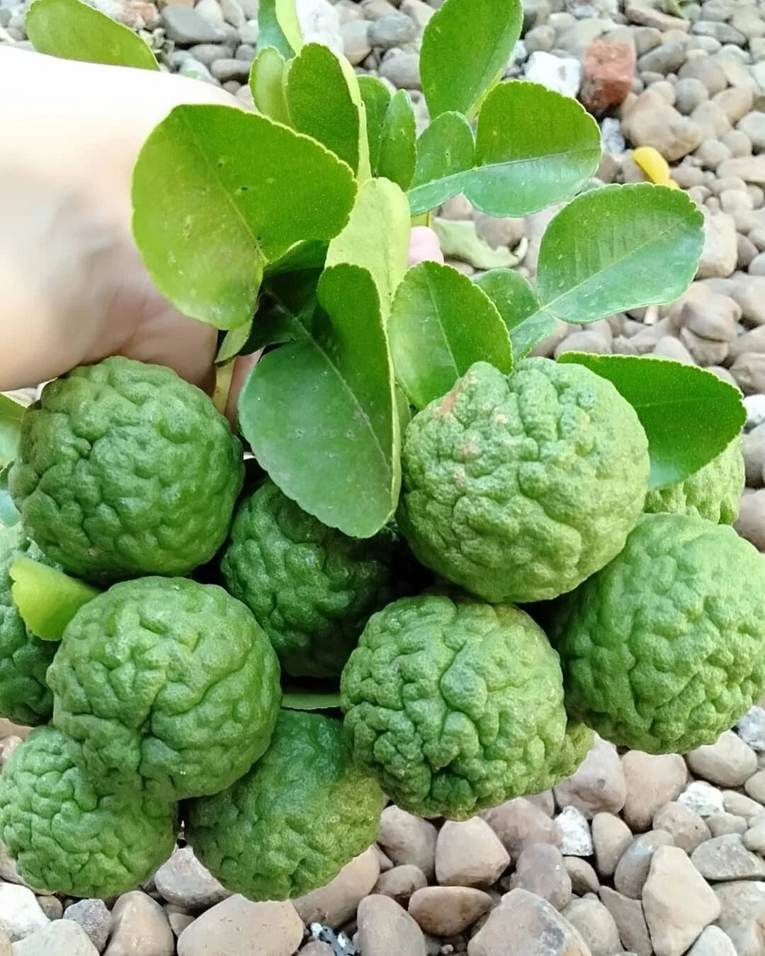 120+ Kaffir Lime Seeds (Citrus hystrix / Makrut Lime / Aromatic Southeast Asian Citrus) – Premium Exotic Fruit Tree & Botanical Seeds for Planting
