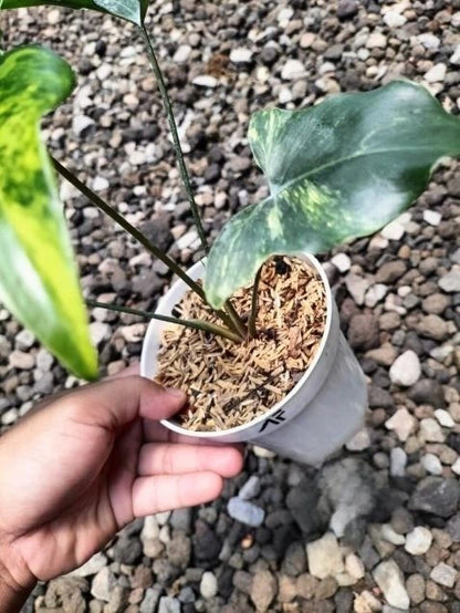 Philodendron 'African Fantasy' Variegated – Rare Tropical Variegated Arum Indoor Living Specimen