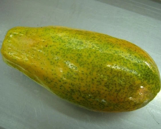 Bulk Maradol Papaya Seeds (Carica papaya 'Maradol') – 150+ Premium Fresh Rare Mexican Sweet Red-Orange Papaya Seeds for Planting
