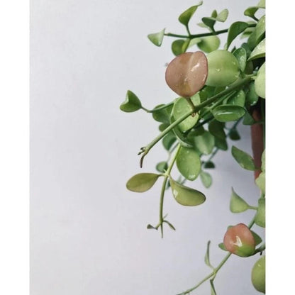 Dischidia 'Apple' – Rare Exotic Tropical Epiphyte