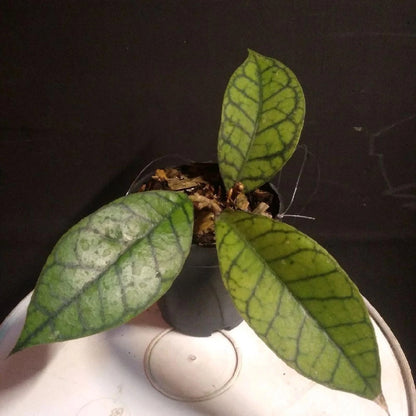 Hoya callistophylla - Exquisite Veined Tropical Hoya