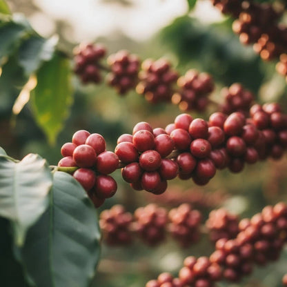 Abyssinia Coffee Seeds (Coffea arabica 'Abyssinia') – 2000+ Bulk Premium Ancient Ethiopian Heirloom Coffee Seeds for Planting