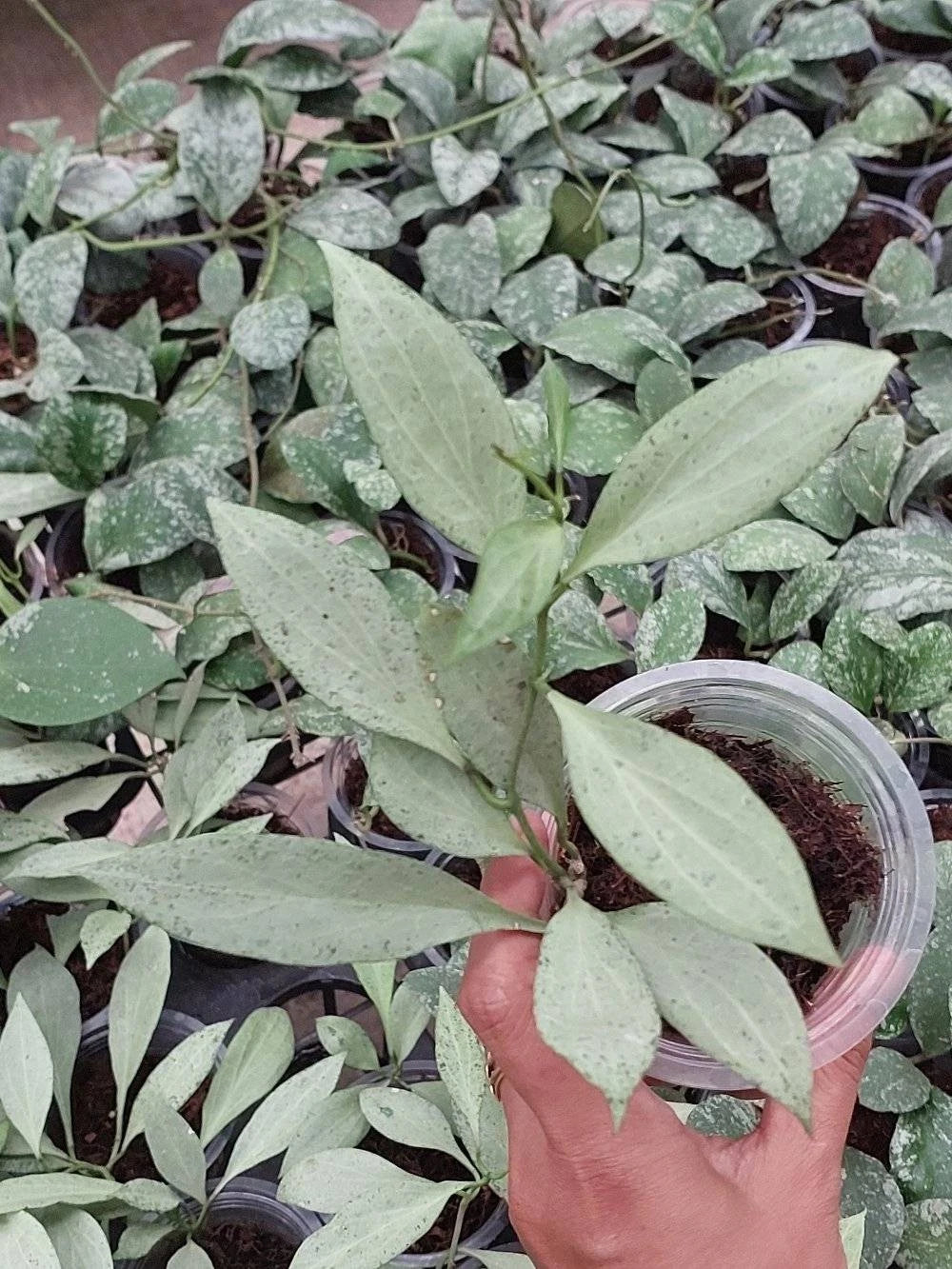 Hoya Nicholsoniae New Guinea Silver Ghost Rare Tropical Indoor Outdoor Wax Plant Seeds / Cuttings (Hoya nicholsoniae) – Premium Certified Silver Splash Waxflower Plant for Planting