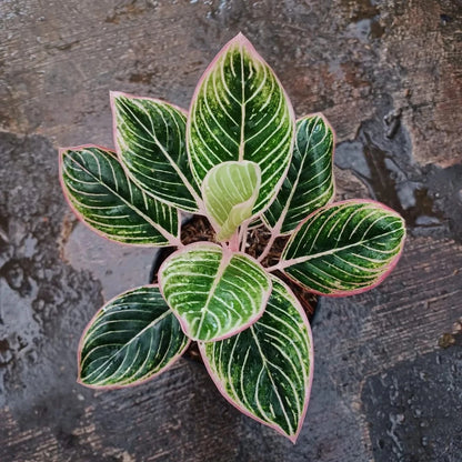 Aglaonema 'Minion' - Charming & Unique Tropical Houseplant